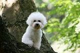 BICHON FRISE 592